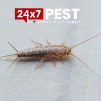 247 Pest Control Melbourne image 6